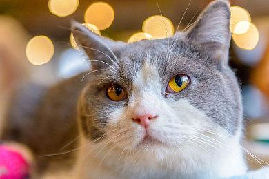 拉瑞安：《博德之门3》制作方式会吓坏股东和发行商